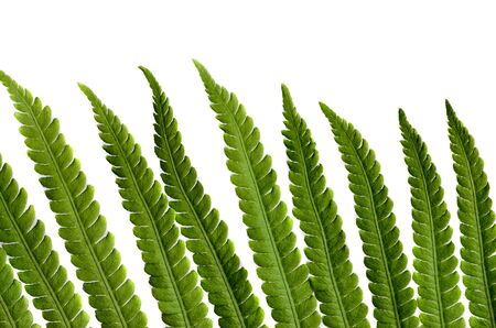 fern leaves dryの写真素材