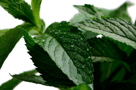 mint leaves with dew in the isolate