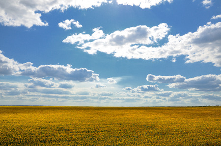 Field of sunflower against the blue cloudy sky summer dayの写真素材