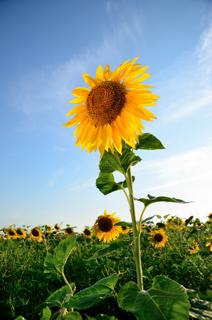 Sunflower against the blue sky on a summer eveningの写真素材