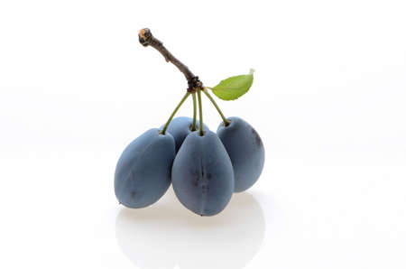 plum with a leaf on a white background isolatedの写真素材