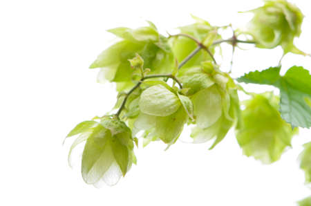 hop flowers on a white background isolated