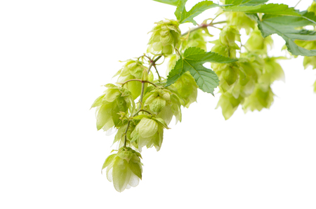 hop flowers on a white background isolatedの写真素材