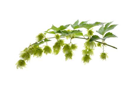 hop flowers on a white background isolated