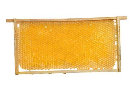 honeycomb frame with honey on a white backgroundの写真素材