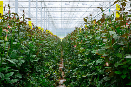 growing roses in the greenhouseの写真素材
