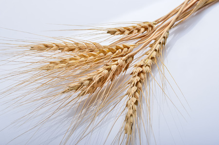 wheat ear isolated on white background cutoutの写真素材