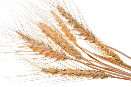 ears of ripe wheat on a white background. Concept of success. The end of the harvest.の写真素材