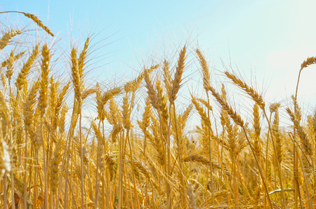 ripe wheat field before harvest. agricultural activitiesの写真素材