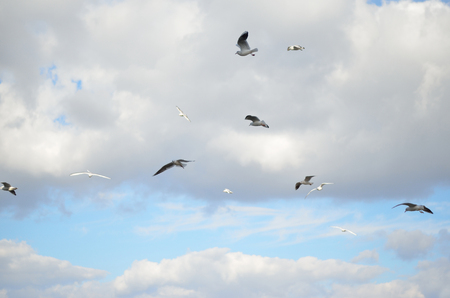 gulls in the sky with gray cloudsの写真素材
