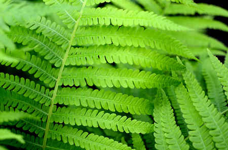 Green Fern Leaves in the Gardenの写真素材