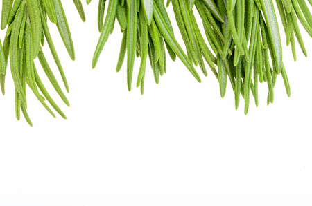 sprigs of rosemary on a white backgroundの写真素材