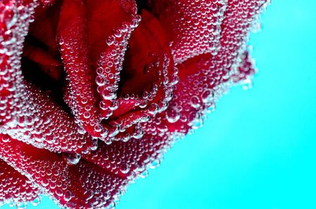 rose with bubbles on a blue backgroundの写真素材