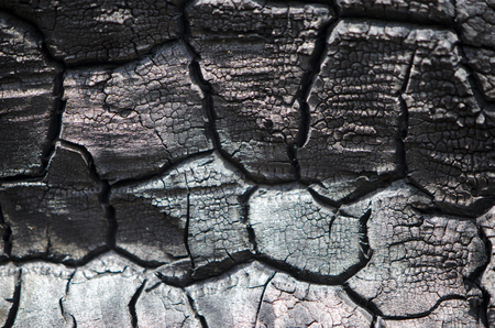 Burnt wood texture. Charred boardの写真素材