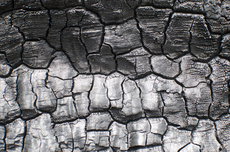 Burnt wood texture. Charred board