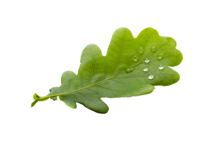 Green leaf of oak with dewの写真素材