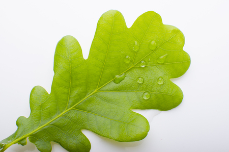 Green leaf of oak with dewの写真素材