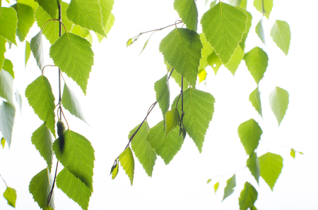 Birch branch with leaves on a white backgroundの写真素材