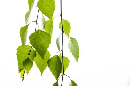 Birch branch with leaves on a white backgroundの写真素材