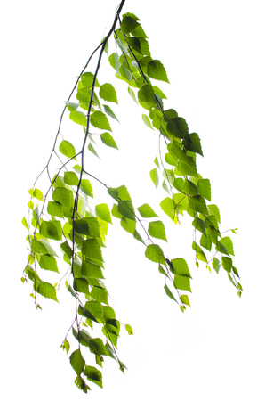 Birch branch with leaves on a white backgroundの写真素材