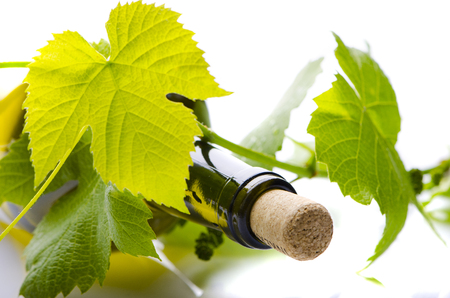 A bottle of wine with young grapesの写真素材