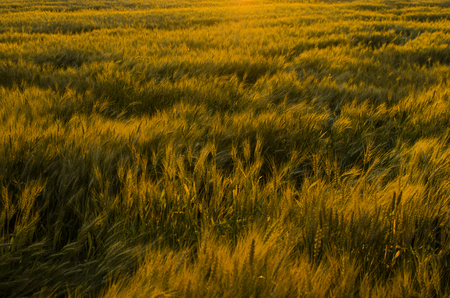 Ears of wheat in the field. backdrop of ripening ears of yellow wheat field on the sunset cloudy orange sky background. Copy space of the setting sun rays on horizon in rural meadow Close up nature photo Idea of a rich harvestの写真素材