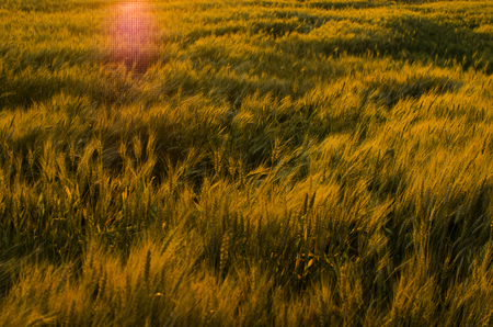 Ears of wheat in the field. backdrop of ripening ears of yellow wheat field on the sunset cloudy orange sky background. Copy space of the setting sun rays on horizon in rural meadow Close up nature photo Idea of a rich harvestの写真素材