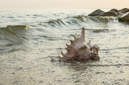 Large seashell on the background of the sea shoreの写真素材