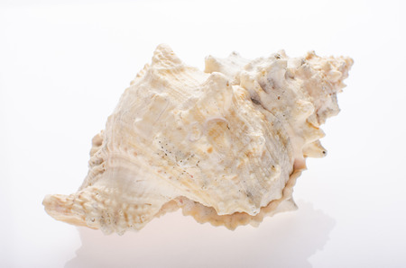 Seashell on white isolated backgroundの写真素材
