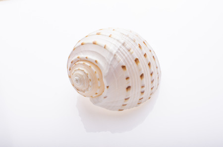 Seashell on white isolated backgroundの写真素材