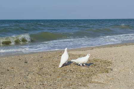 White doves on the seaの写真素材