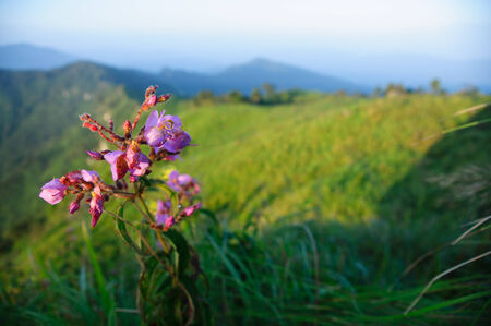 Pink floral over sunrise hillの写真素材