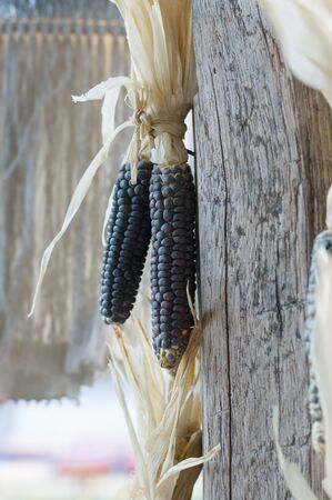 Waxy corns hang in house with natural light close-up shot.の写真素材