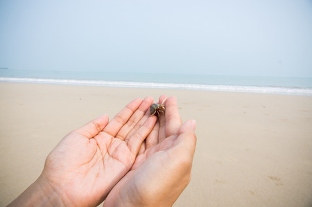 Hands holding hermit crab on beach or bay.の写真素材