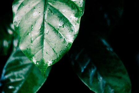 Coffee leaf with water drop and vintage filter show pattern over leaf lineの写真素材
