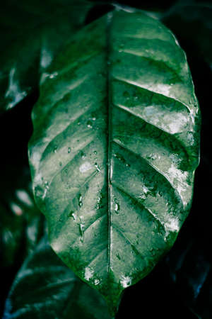 coffee leaves in dark forest.の写真素材