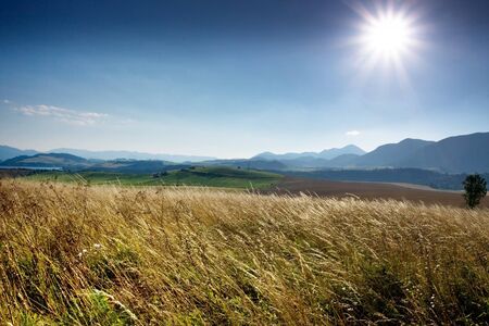Gold field in the wind with blue skyの写真素材