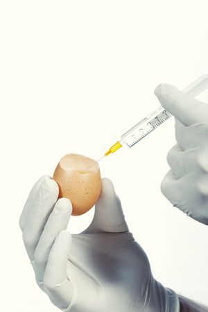 Close-up of syringe injecting egg for experiment isolated over white