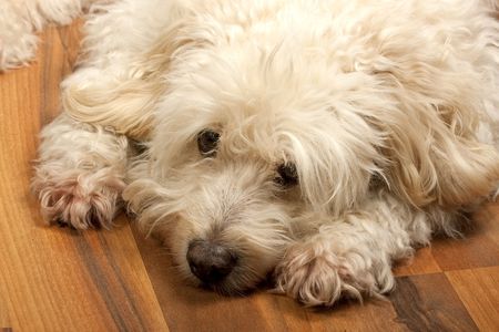 Lazy white dog