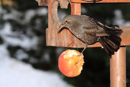 The black bird with a yellow beak on snowの写真素材
