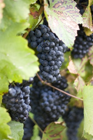 Leaves and grapes of wine in autumn weatherの写真素材