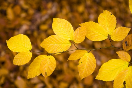 Autumn landscape in gold color