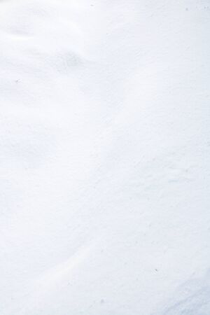 Winter tree with fresh snowの写真素材