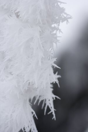 Trees covered with hoarfrost and snowの写真素材