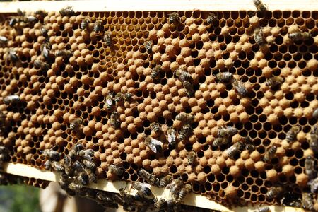 Natural spring honey and honeycomb in detail view