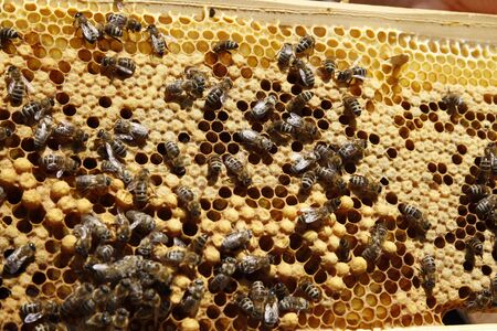 Natural spring honey and honeycomb in detail view
