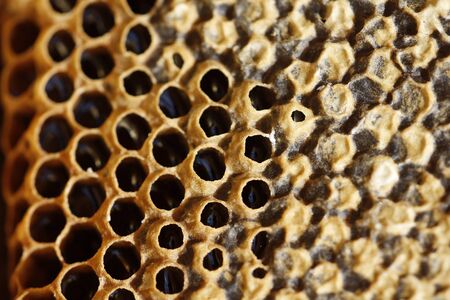 Natural spring honey and honeycomb in detail view
