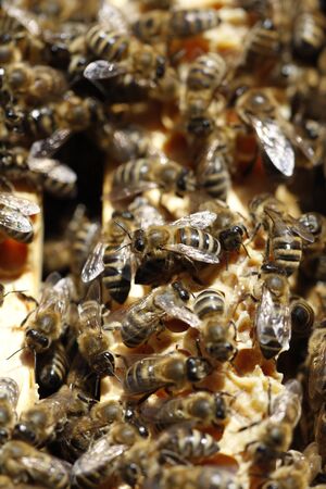 Natural spring honey, bees and honeycomb in detail viewの写真素材