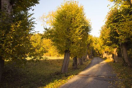 Wineyard and grapes in front of autumn landscapeの写真素材