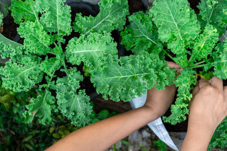 hands of young Asian woman farmer picking or harvesting fresh raw green salad leaves organic vegetables healthy food in home garden, biological product for sustainable lifeの写真素材